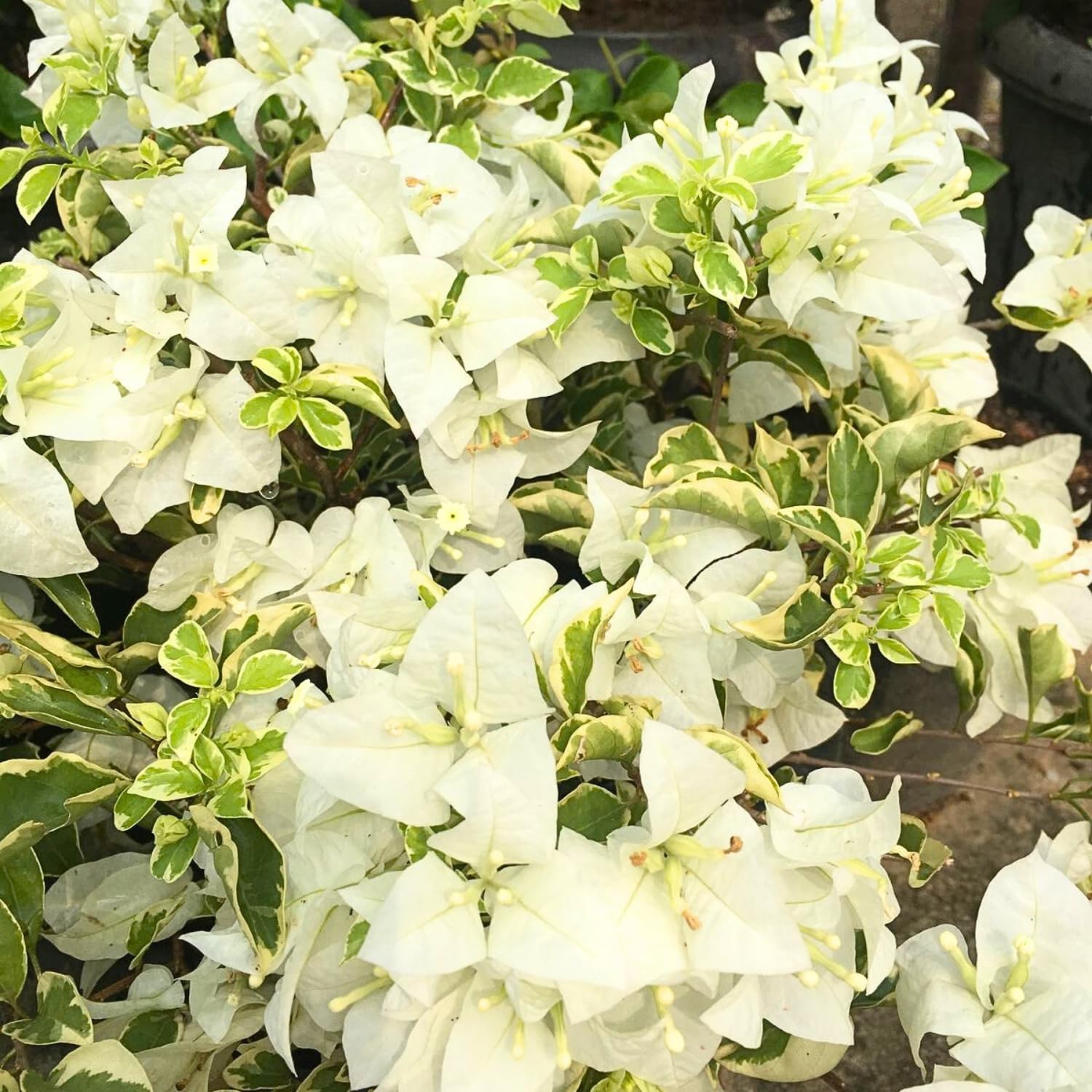 2 Bougainvillea Live Plants, Tropical Bougainvillea Flowering Vine, Fast Growing Outdoor and Container Plant, 4-8'' Tall (Variegated White)