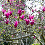 Set of 2 Magnolia Trees Live, 8-12 Inches Tall Cuttings Hardy Fragrant Flowering Magnolia Plants for Outdoor Garden (Ann Magnolia)