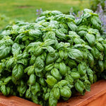 Basil Plant Live, Fragrant, Flavorful Herb for Indoor Outdoor Gardens, Well Rooted Plant 4-7 Inches (Large Leaf Basil)