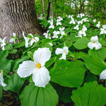 5 White Trillium Bulbs, Trillium Flower Bulbs, Trillium Bulb for Fall Planting, 5 Large Bulbs, Easy to Plant