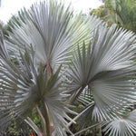 Palm Tree Plant, Live Tropical Palm Tree, Fully Rooted in 3 Gallon Pot, Ready for Outdoor Planting (Giant Palm)