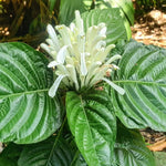 White Shrimp Plant Live, Live Shrimp Shrubs Plant, 5-7 Inches Tall, Easy Care Houseplant, Fragrant Blooms, Indoor Outdoor Growing