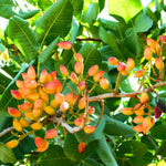 Pack 4 Pistache Tree Seedlings Live Dormant, 1-2 Feet Height, Hardy Ornamental Shade Trees Indoor Outdoor Home Garden