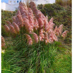 2 Pink Pampass Grass Plants Live for Spring Planting, Size 5-9" in Tall, Oranamental Grass for Outdoor Indoor