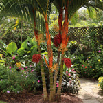 Palm Tree Plant, Live Tropical Palm Tree, Fully Rooted in 3 Gallon Pot, Ready for Outdoor Planting (Orange Palm)