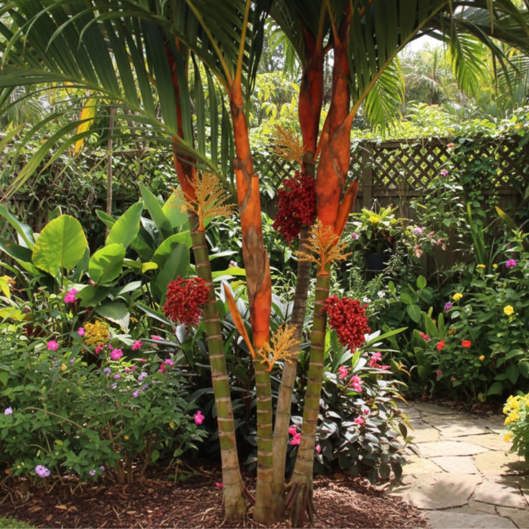 Palm Tree Plant, Live Tropical Palm Tree, Fully Rooted in 3 Gallon Pot, Ready for Outdoor Planting (Orange Palm)