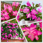 Christmas Cactus Plants Live, Flowering Thanksgiving Cactus with Vibrant Blooms, 4-7'' Tall, Easy-Care Indoor Houseplant (Pink Blooms)