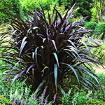2 Fountain Grass Plants Live, 5-9 Inch Tall Ornamental Grass Live Plants for Landscaping and Garden Borders (Black Fountain Grass)