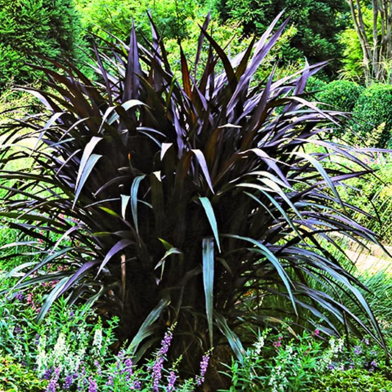2 Fountain Grass Plants Live, 5-9 Inch Tall Ornamental Grass Live Plants for Landscaping and Garden Borders (Black Fountain Grass)