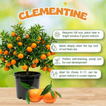 Mandarin Orange Tree Live Plant, 2 Years Old Clementine Tree, Well Rooted in 1 Gallon Pot, 1-2 Feet Tall, Fragrant Citrus Trees for Patio and Outdoor Garden