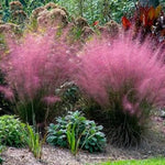 2 Pink Muhly Grass Plants Live for Spring Planting, Size 5-9" in Tall, Oranamental Grass for Outdoor Indoor
