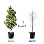2 Magnolia Tree Cuttings, Hardy Fragrant Magnolia Flowering Tree, Well Rooted Cuttings 8–12 Inches for Outdoor Garden (Ann Magnolia Cuttings)