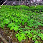 Pack of 50 Moringa Seeds, Moringa Oleifera Drumstick Tree Seeds for Growing, Vegetable Garden Seeds for Growing
