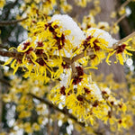 Witch Hazel Bush Plant Live, Yellow Flowering Shrubs in Quart Pot, Hardy Landscape Plants for Outdoor Garden