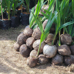 Green Coconut Tree Live, Sweet Edible Fruit for Outdoor Gardening, Live Sprouted Coconut from 6 to 8 Inch Tall, Ready for Planting in Zones 10-11
