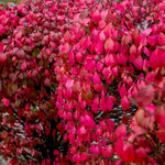 Set 2 Burning Bush Bare Roots 6-12'' Tall, Ready to Grow, Hardy Shrubs for Landscaping, Red Fall Foliage