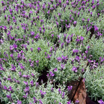 Pack 4 Creek Live Lavender Plants for Outside, Blue Purple Lavender Plants No Pot, 5-7" Tall Gardening Indoor Outdoor Spring Planting