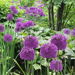 6 Purple Allium Bulbs, Ornamental Flower Bulbs for Planting, Garden Flower Bulbs for Landscape Beds, Borders or Outdoor Gardens