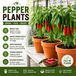 Set 2 Pepper Plants Live for Planting, Pepper Plant, 4-6 Inc Tall, Live Vegetable Plants for Indoor Outdoor Growing (Hot Green Peppers)