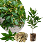 Bay Leaf Tree Live 4-7 Inches Tall, Laurus Nobilis, Fragrant Herb Plant for Garden, Patio Containers and Indoor Decor