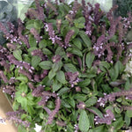 2 Basil Plants Live, Blue Basil Plant, Fragrant Plant for Outdoor Garden, 5Inc Tall