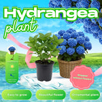 Blue Hydrangea Bush Live Plant, Cold Hardy Flowering Shrub, 1-1.5 Ft Tall