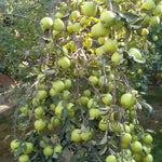 Green Apple Tree Live Plant, 2-3 Feet Tall Fruit Tree