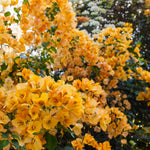 2 Bougainvillea Live Plants, Tropical Bougainvillea Flowering Vine, Fast Growing Outdoor and Container Plant, 4-8'' Tall (Yellow Blooms)