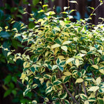 Set 2 Gold Jasmine Plant Live, 4-7 Inches Tall, Fast Growing Jasmine Flower Plant, Low Maintenance for Patio and Home Decoration