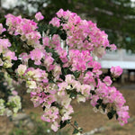 2 Bougainvillea Live Plants, Tropical Bougainvillea Flowering Vine, Fast Growing Outdoor and Container Plant, 4-8'' Tall (White Pink Blooms)