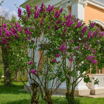 Fragrant Common Lilac Plant in 4 Inch Pot, Hardy Flowering Lilac Shrub, Fragrant Purple Blossoms