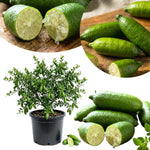 White Finger Lime Tree Live Plant, Rare Citrus Fruit Tree from 1–2 Feet Tall in 3 Gallon Pot, Ready for Indoor Outdoor Planting