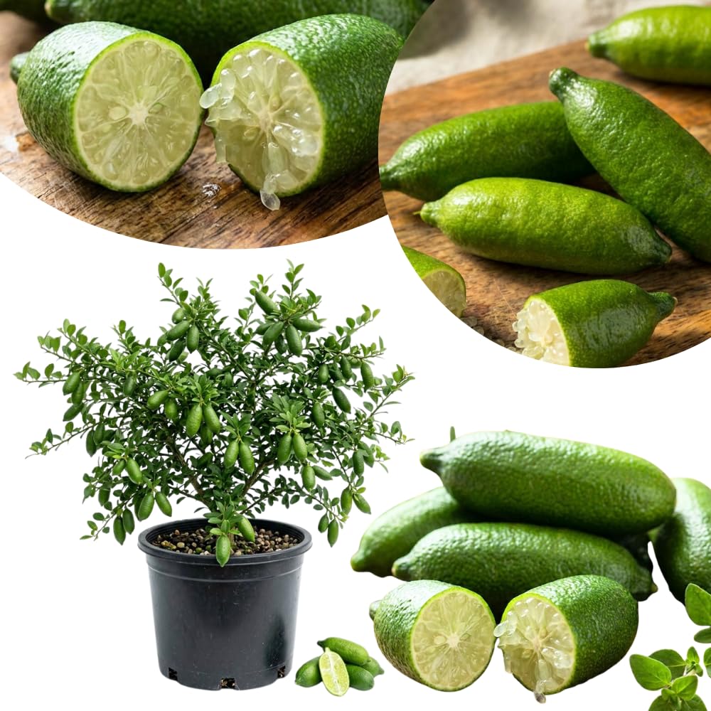 White Finger Lime Tree Live Plant, Rare Citrus Fruit Tree from 1–2 Feet Tall in 3 Gallon Pot, Ready for Indoor Outdoor Planting