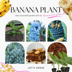 Ice Cream Banana Plant Live, Blue Banana Tree Live Plant 5 to 8 Inch Tall, Banana Fruit Seedling
