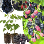 Pack 2 Thornless BlackBerry Plants Live to Grow 4 to 8 Inch Tall, BlackBerry Bush Live Plant, Sweet Blackberries Fruit Tree Indoor Outdoor (Chester BlackBerry)