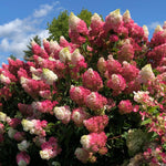 Hydrangea Plant Live Tree, Pink to White Color Bloom, 5-10" Well-Rooted Hydrangea Shrub Bush for House Planting Outdoor, Dormant