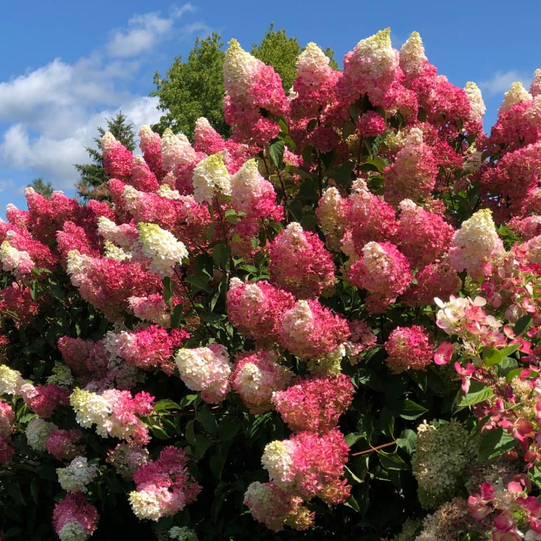 Hydrangea Plant Live Tree, Pink to White Color Bloom, 5-10" Well-Rooted Hydrangea Shrub Bush for House Planting Outdoor, Dormant