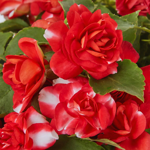 2 Impatiens Plants Live, Impatiens Flower Live Plant, 5 to 7 Inc Tall, Annual Flower Hanging Basket Plants Outdoor Indoor (Double Red)