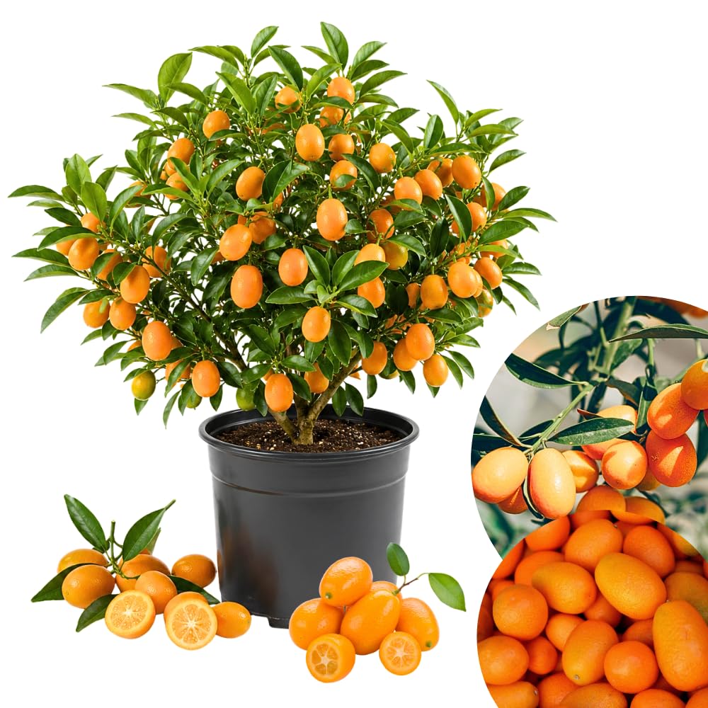 Meiwa Kumquat Tree Live Plant 1 Gallon Pot, Orange Kumquat Live Plant, Sweet Citrus Fruit Tree for Indoor Outdoor Growing