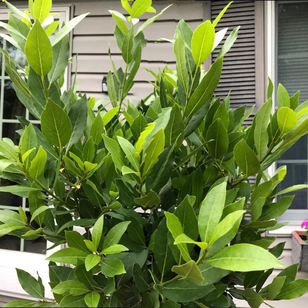 Bay Leaf Tree Live Plant, Laurus Nobilis Sweet Bay Laurel Tree, Size 6-10" in Tall in 4 Inc Pot, Fragrant Herb