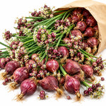 10 Egyptian Walking Onion Bulbs, Perennial Onion Topsets for Planting