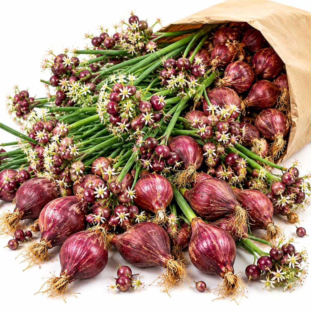 10 Egyptian Walking Onion Bulbs, Perennial Onion Topsets for Planting