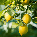 Yellow Lemon Tree Live Plant, 3-5 Inches Tall for Planting