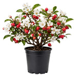 Crabapple Tree Live Plant 6-12 Inches, Crabapple Flowering Fruit Tree in Quart Pot for Patio, Yard and Garden, Hardy Outdoor Tree