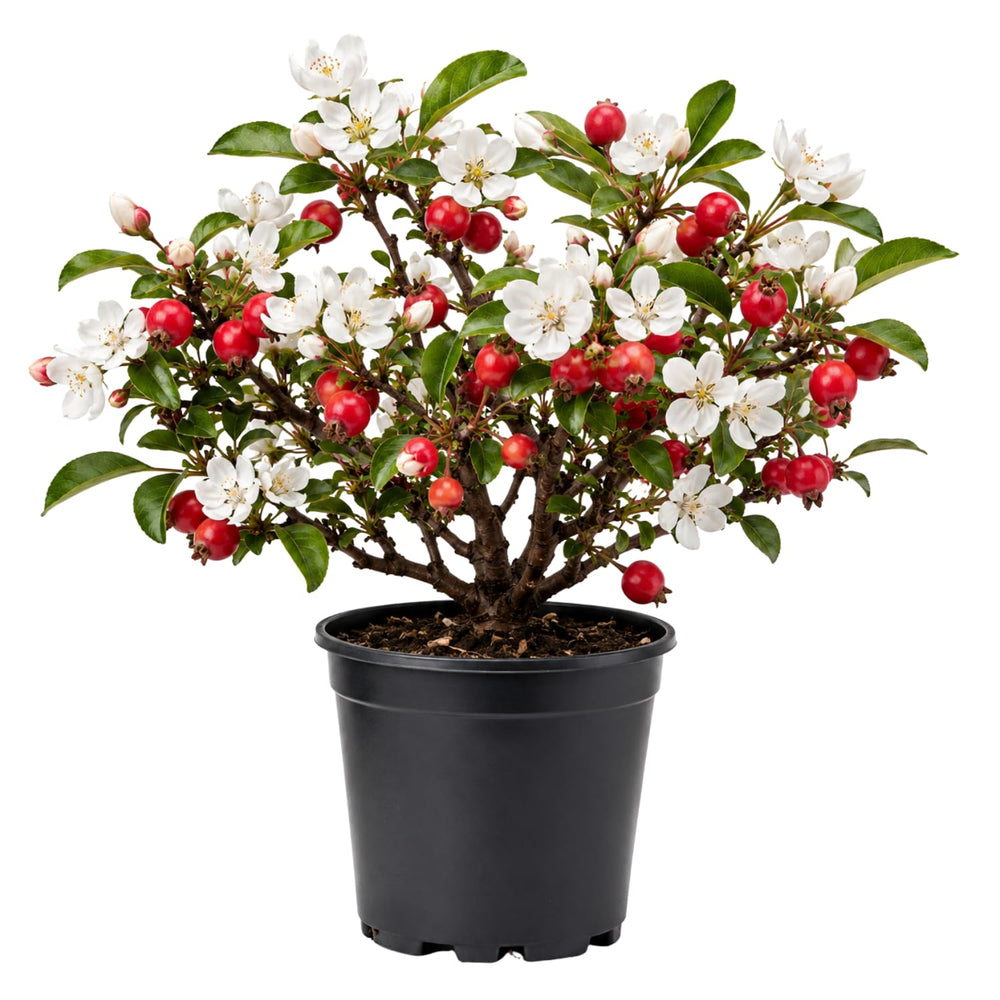 Crabapple Tree Live Plant 6-12 Inches, Crabapple Flowering Fruit Tree in Quart Pot for Patio, Yard and Garden, Hardy Outdoor Tree