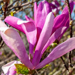 Magnolia Tree Live Plant 6-12 Inch Height, Fragrant Magnolia Plant Live to Grow, Magnolia Bush Flowers (Ann Magnolia)