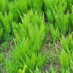 5 Ostrich Fern Rhizomes for Planting, 4 to 6 Inc Tall