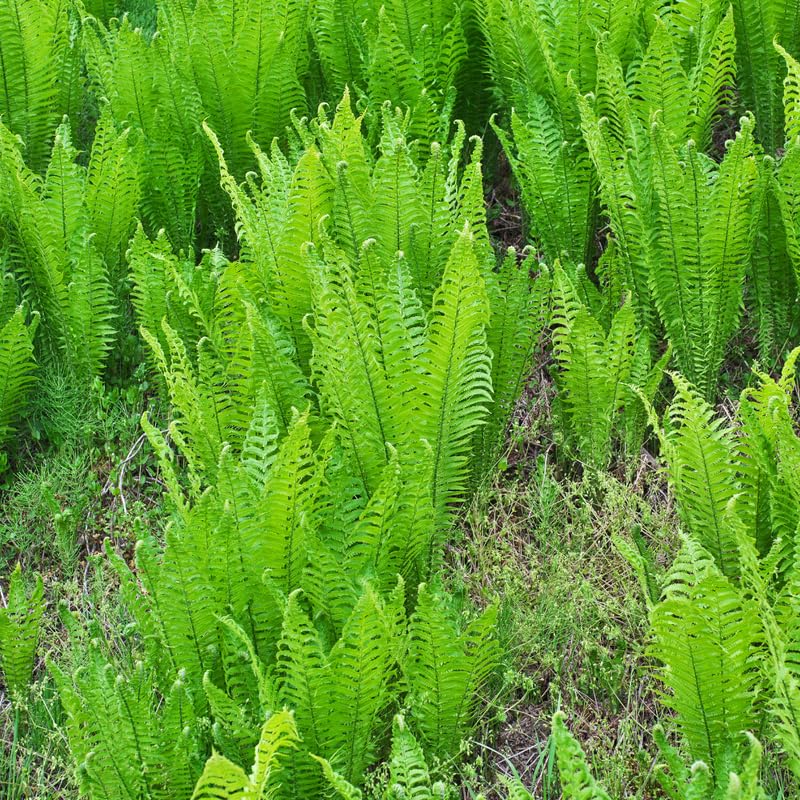 5 Ostrich Fern Rhizomes for Planting, 4 to 6 Inc Tall