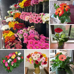 Mix Gerbera Daisy Plants Live, Assorted Daisy Plant, 5-7 Inches Tall, Colorful Perennial Plant, Bright Blooms for Indoor Outdoor Growing