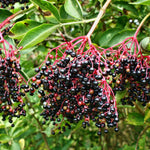 Set 2 Elderberry Plants Live Bush, Black Elderberries Plant Starter 5 to 9 Inch Tall Perennial Fruit Plant, No Pot, Dormant in Winter